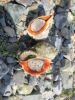 2011-06-24 161 Dorina